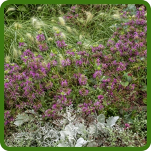 Heat and Drought Tolerant Lemon Bee Balm