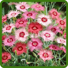 Outdoor Dianthus Sweetness Long Lasting Blooms