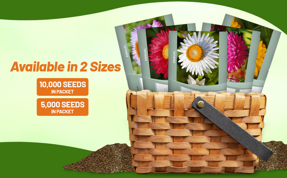 Helichrysum Paper Daisies Flower Seed Packets For Planting