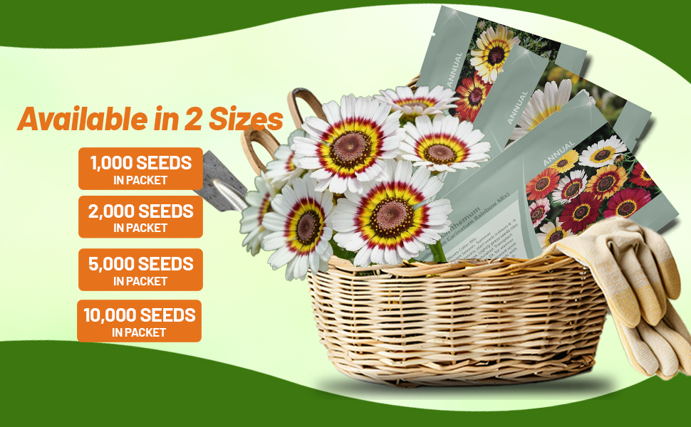 Painted Daisy Flower Seed Packets For Planting