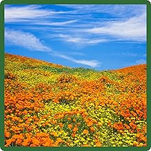 California Poppy Ballerina Wildflower Meadow From Flower Seeds