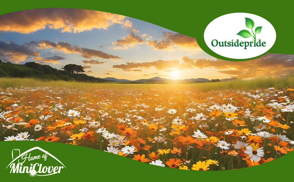 African Daisy Flower Seed Mixture Planted in Meadow