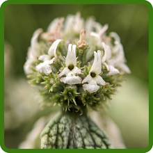Horehound Easy to Grow from Seed