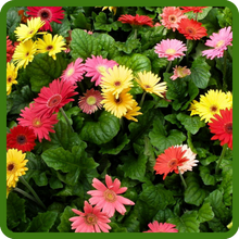 Variety of Gerbera Colors