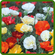 California Poppy Wild Flower Seed Mixture