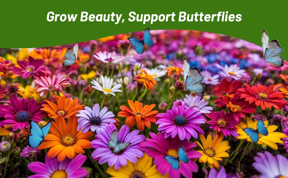 Perennial Osteospermum African Daisy For Pollinating Butterflies