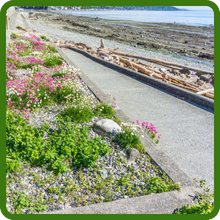 Salt Tolerant Sea Thrift Armeria Plants