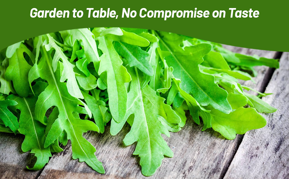 Frush Cut Arugula Herb Leaves For Salad