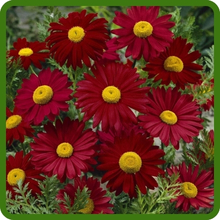 Chrysanthemum Pyrethrum Robinson's Compact Growth