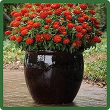 image of flower