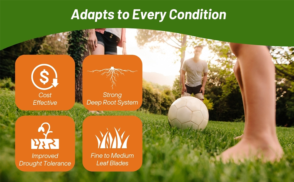 Drought  Tolerant Combat Extreme Turf Type Fesuce Grass Seed