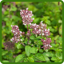 Soft Pink Blooms of Sweet Majoram Herb