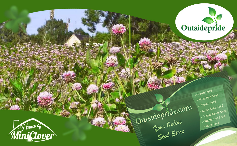 Coated & Inoculated Arrowleaf Clover Seeds