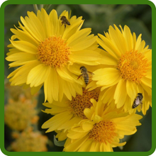 Gaillardia Aristata Blanket Flower Attracts Pollinators