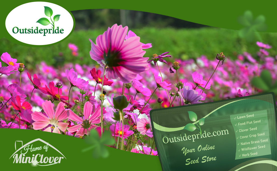 Cosmos Bipinnatus Sensation Wildflower Seed Mixture Flower Garden