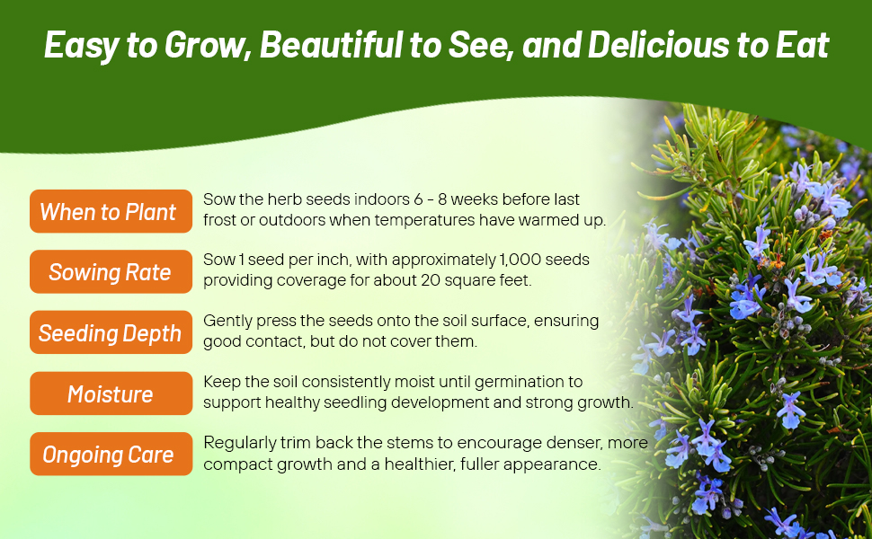 Rosemary Herb Garden Seeds
