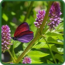 Licorice Herb With Pollinating Butterflies