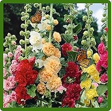 Butterflies on Hollyhock Flowers