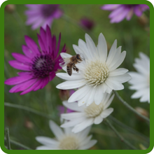 Xeranthemum Bee Pollinator-Friendly