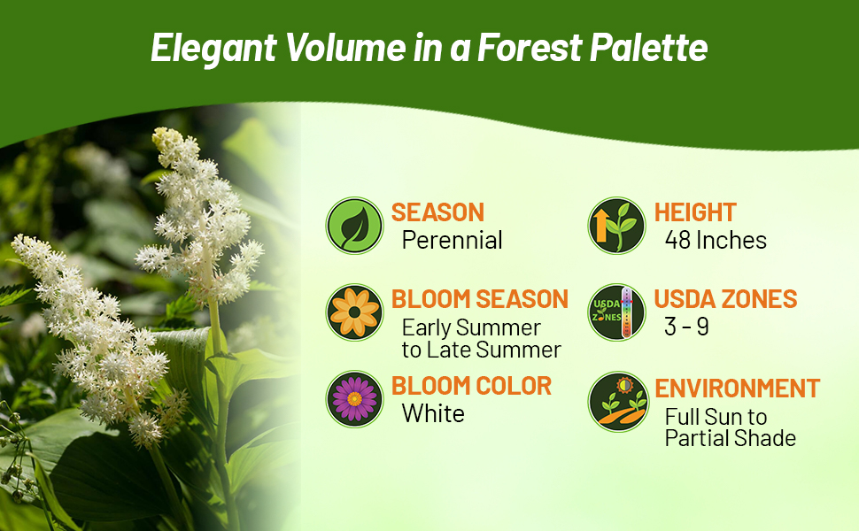 Perennial Spikenard Herb Produces White Flowers Full Sun to Partial Shade