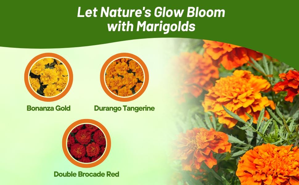 Bonanza Gold, Durango Tangerine, and Double Brocade Red Tagetes Patula French Marigold