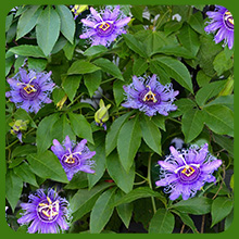 Beautiful Foliage of Passion Flower Plants