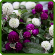 Heat & Drought Tolerant Gomphrena Globosa
