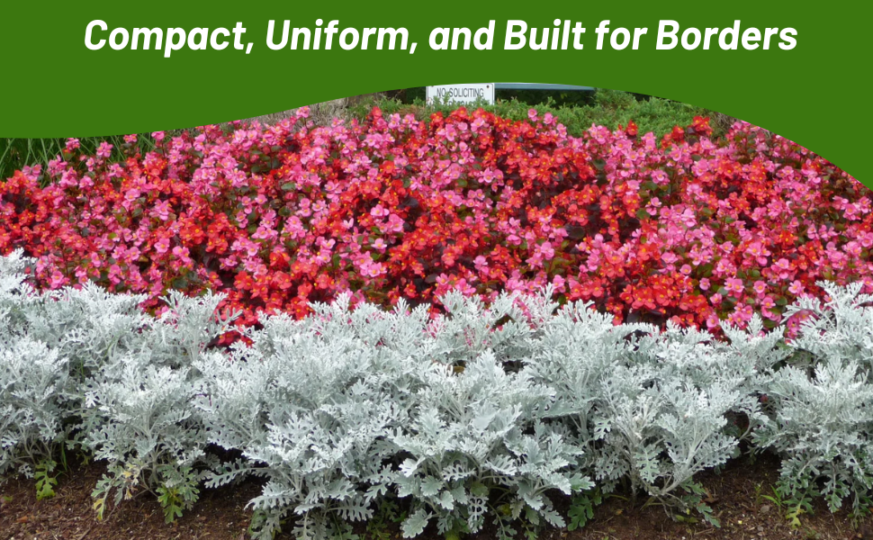 Compact, Low Growing Dusty Miller Ground Cover Plant