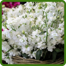 White Stock Flowers in Basket
