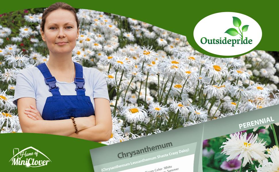 Shasta Daisy Crazy Daisy Flower Garden