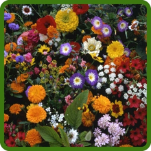 Diverse Flower Wild Flower Seed Mix