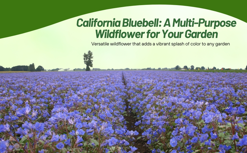 Dense Planting of California Bluebell Wildflowers