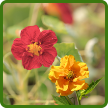 Drought Tolerant Geum Plants