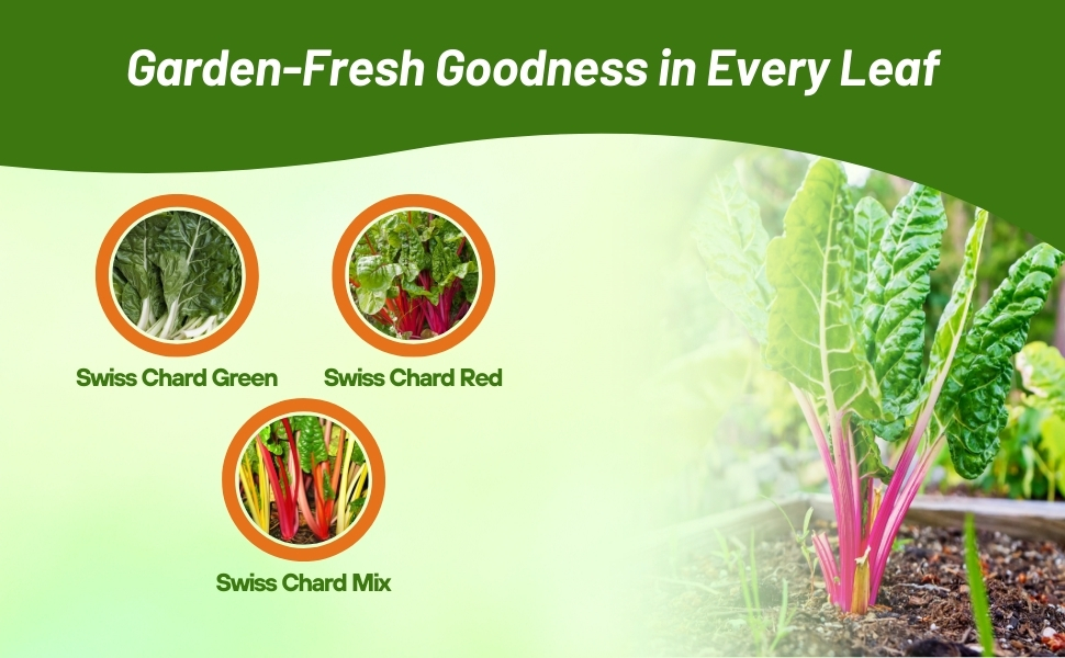 Mix, Green, & Red Beta Vulgaris Swiss Chard Varieties