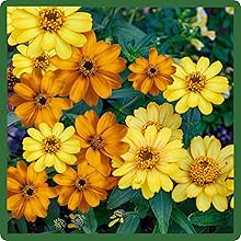 Yellow & Orange Zinnia Hybrida Star Flowers