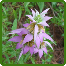 Long Bloom Period of Horsemint