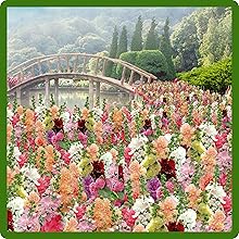 Classic Cottage Garden Charm of Double Flowering Hollyhock
