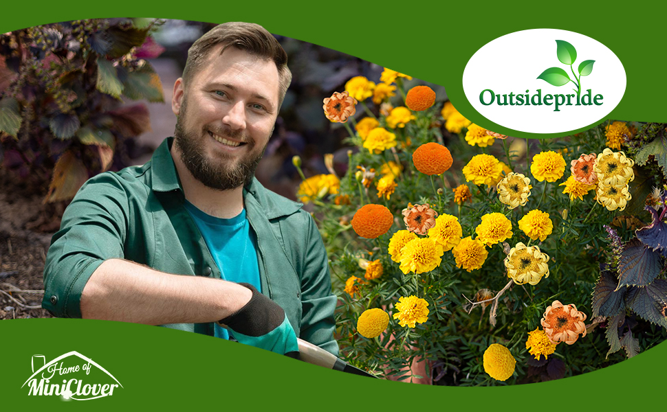 Tagetes erecta African Marigold Varieties in Flower Garden