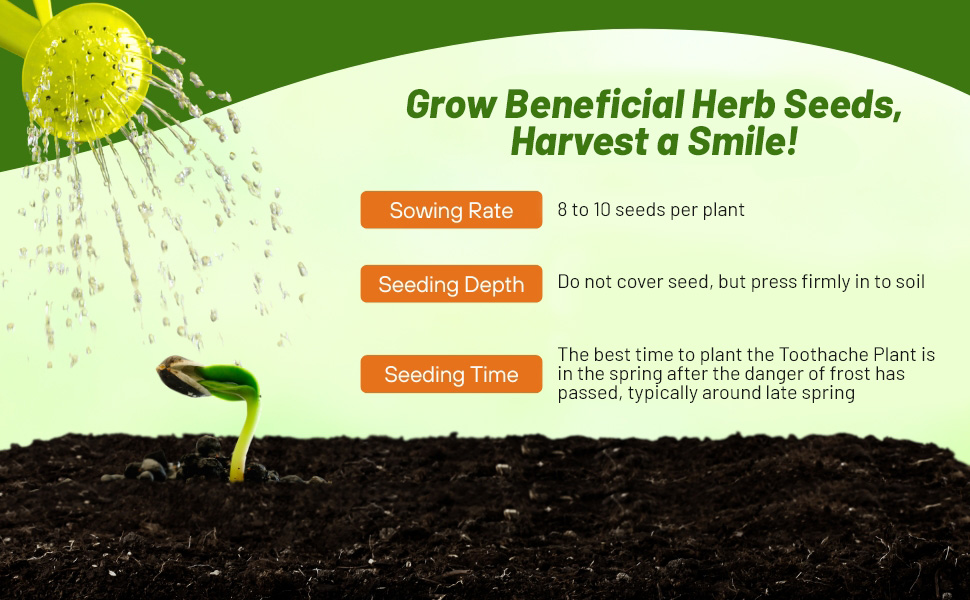 Planting Directions Toothache Plant Medicinal Herb