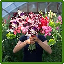 Old Spice Lathyrus Sweet Peas Cut Flowers
