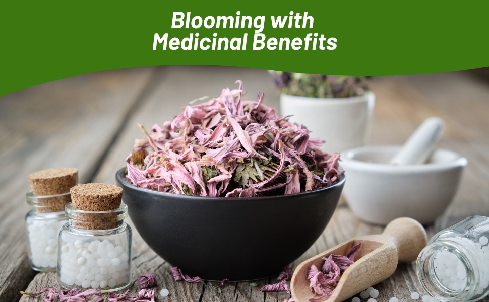 Medicinal Benefits of Pale Purple Coneflower Flowers
