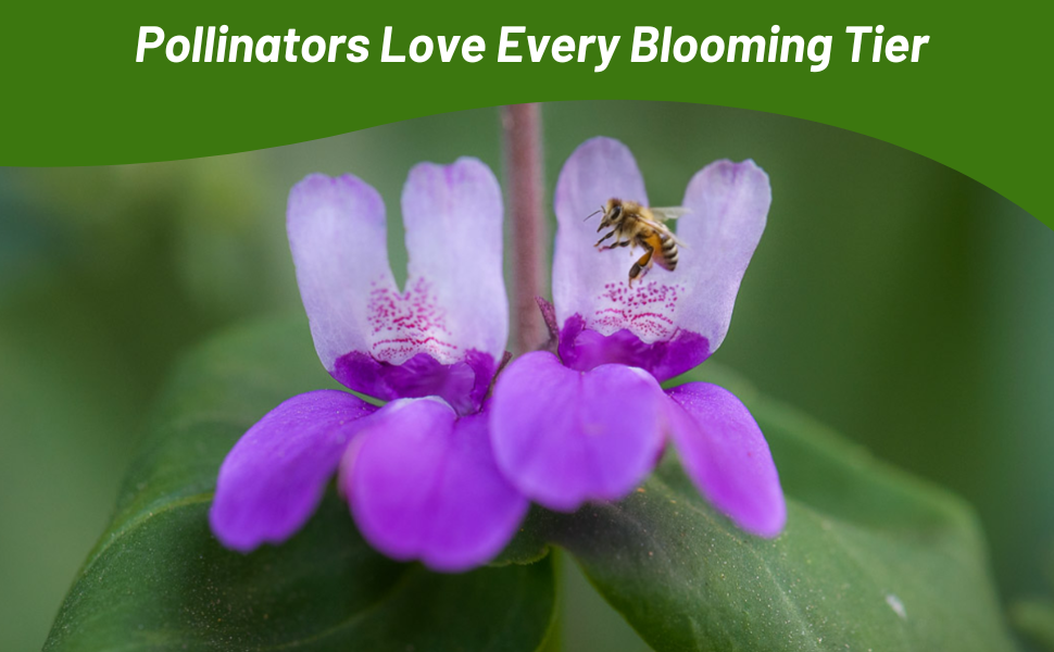 Chinese Houses Flower With Pollinating Bee