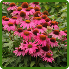 Echinacea Pow Wow Wild Berry Purple Coneflower Hardy Perennial Flowers