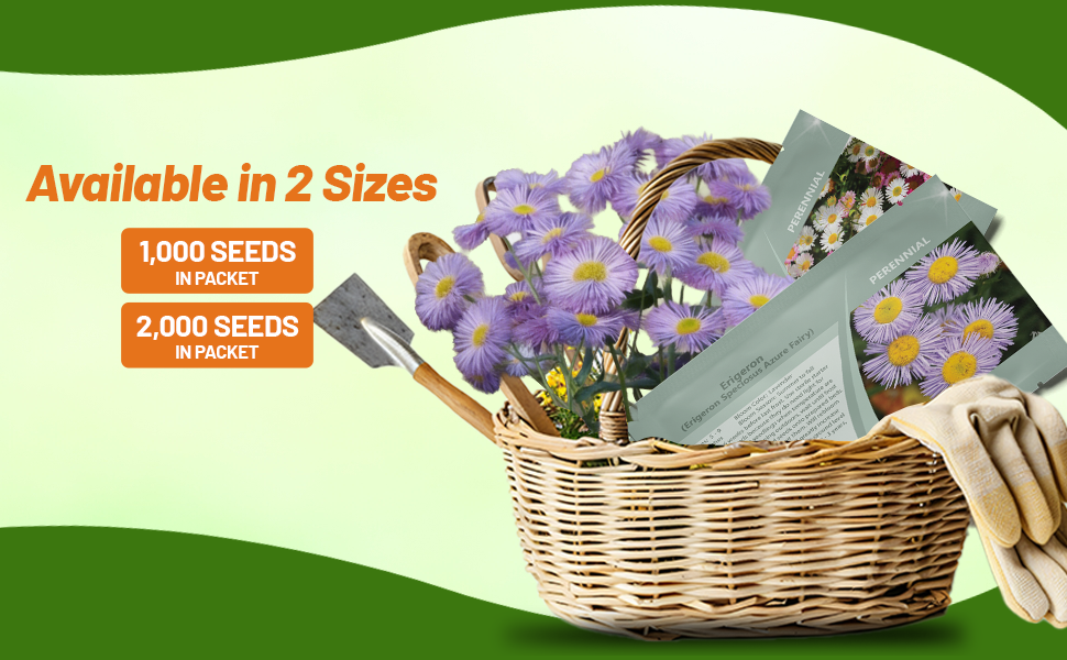 Santa Barbara Fleabane Daisy Seed Packets For Planting