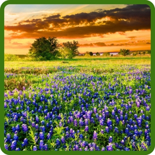 Beneficial Insectary Wildflower For Gardens