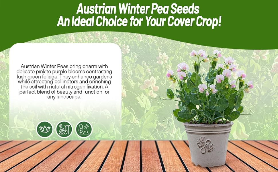 Austrian Winter Peas Container Plant