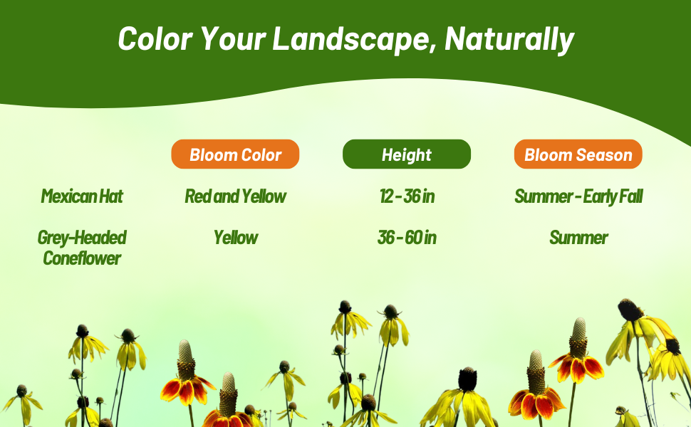 Bloom Season, Height, & Color Chart of Mexican Hat & Grey-headed Coneflower