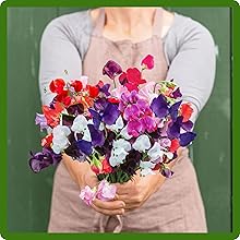 Royal Sweet Peas Cut Flowers