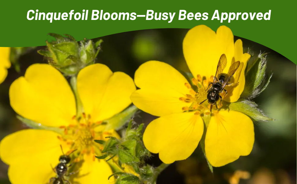 Pollinating Bees on Yellow Flowering Cinquefoil Plants