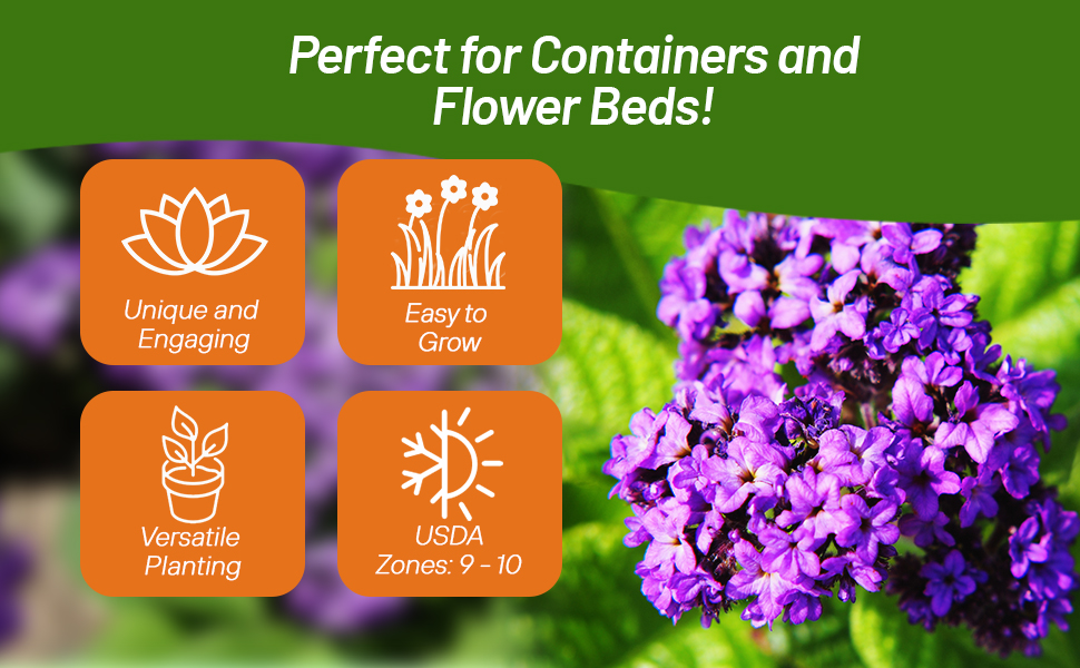 Heliotrope Plants For Container Gardening